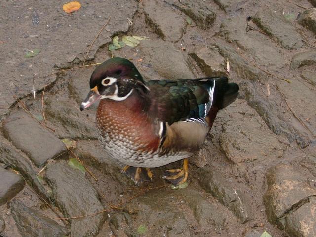 California Wood Duck Aix sponsa Bird Images